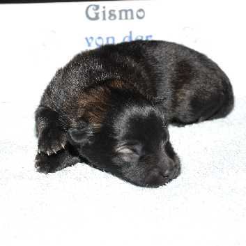 2008-06-20-Gismo