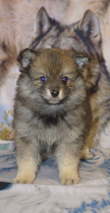 33 Mittelspitzwelpe Hachiko von der Rosteige 