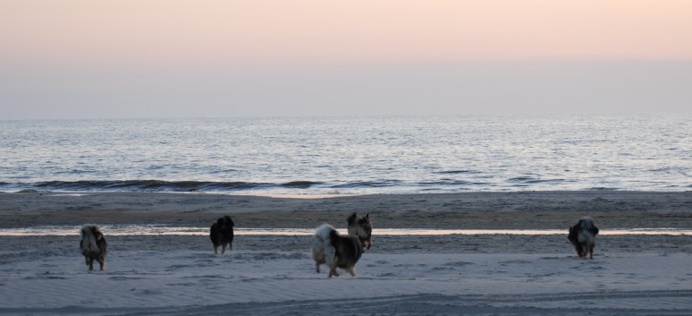 Abschied von Vejers Strand in Dnemark mit den Mittelspitzen von der Rosteige 06