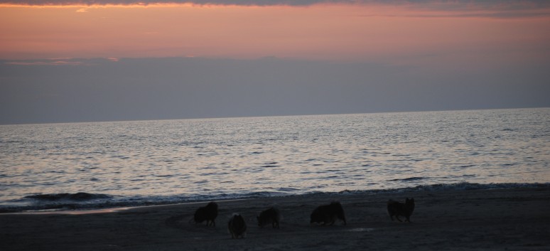 Abschied von Vejers Strand in Dnemark mit den Mittelspitzen von der Rosteige 10