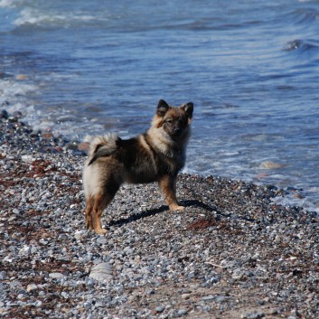 Am Strand vom Mons Klint mit den Mittelspitzen von der Rosteige - 32