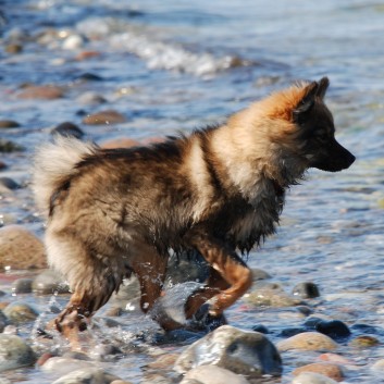 Am Strand vom Mons Klint mit den Mittelspitzen von der Rosteige - 46