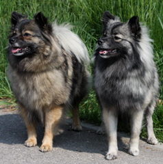 Mittelspitz Arabella und Ella von der Rosteige