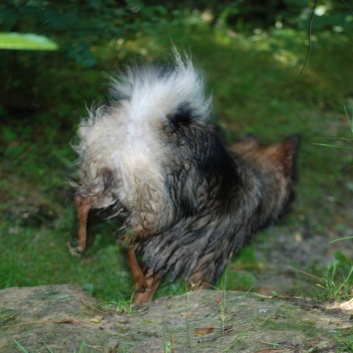 Ausflug mit den Mittelspitzen von der Rosteige an den Weiher 2011 - 05