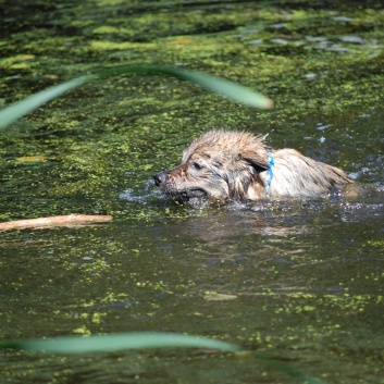 Ausflug mit den Mittelspitzen von der Rosteige an den Weiher 2011 - 11