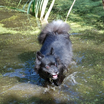 Ausflug mit den Mittelspitzen von der Rosteige an den Weiher 2011 - 24