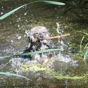 Ausflug mit den Mittelspitzen von der Rosteige an den Weiher 2011 - 25