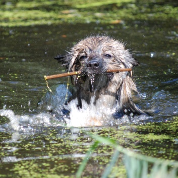 Ausflug mit den Mittelspitzen von der Rosteige an den Weiher 2011 - 29