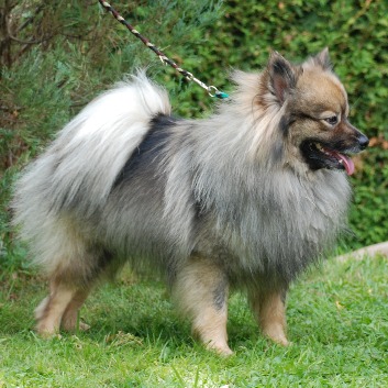 Mittelspitz Bandit-Louie von der Rosteige