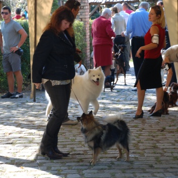 CACIB Targu Mures 2011 mit den Spitzen von der Rosssteige 30