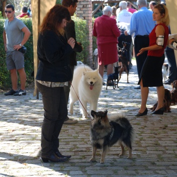 CACIB Targu Mures 2011 mit den Spitzen von der Rosssteige 31