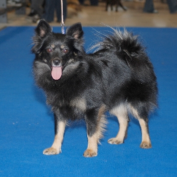 Mittelspitz Diamond Lady von der Rosteige