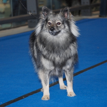 Mittelspitz Despina von der Rosteige