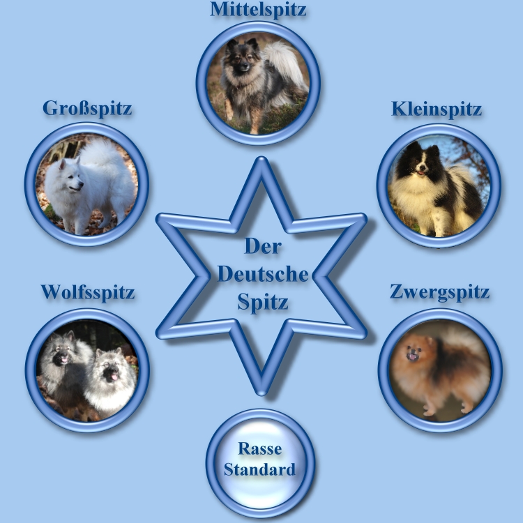 Deutscher-Spitz-Varietäten-Bild Deutscher-Spitz-Varietäten-Bild
