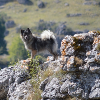 Die Mittelspitze auf dem Chaos de Nimes le vieux - 15