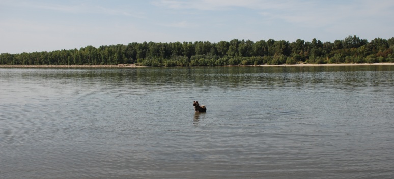 Die Mittelspitze von der Rosteige - Natura Camping Acs in Ungarn an der Donau - 12