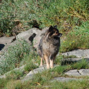 Die Mittelspitze von der Rosteige - Urlaub an der Donau in sterreich und Ungarn 04