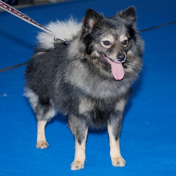 Mittelspitz Django von der Rosteige