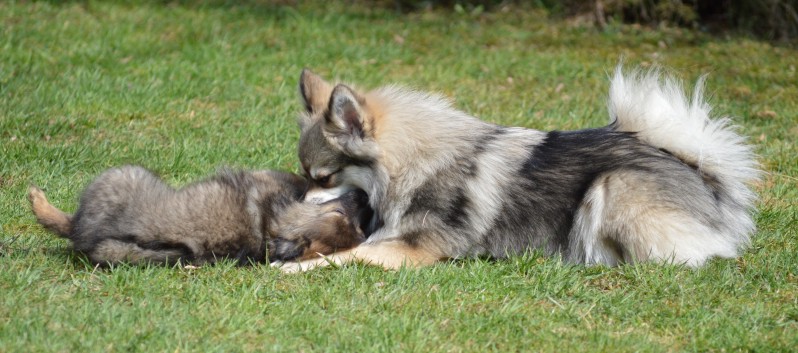 Ein Spitz lernt das Jagen 09