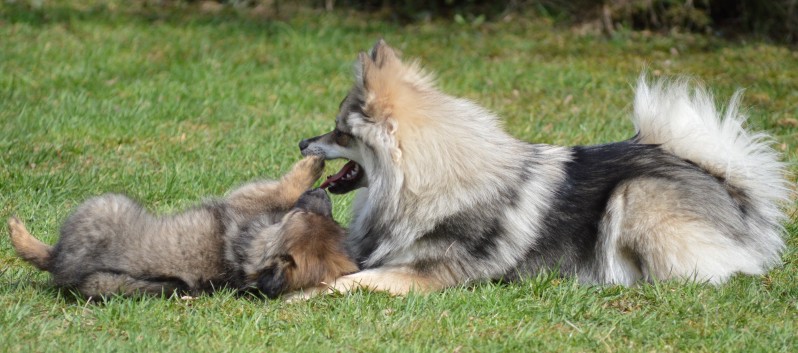 Ein Spitz lernt das Jagen 10