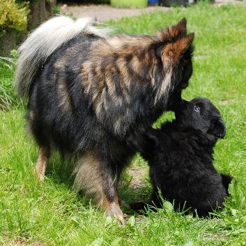 Gipsy und Kira 2009-07-21