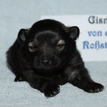 Mittelspitz Gismo von der Rosteige