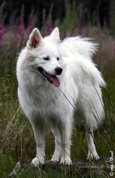 Grospitz Amelie-Frieda vom Aprather Teich