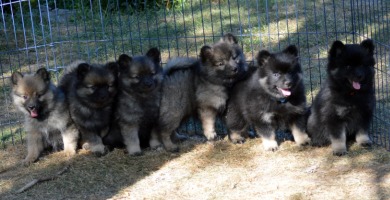 Gruppenbild Mittelspitzwelpen Z-Wurf von der Rosteige klein