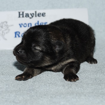 Mittelspitz Haylee von der Rosteige