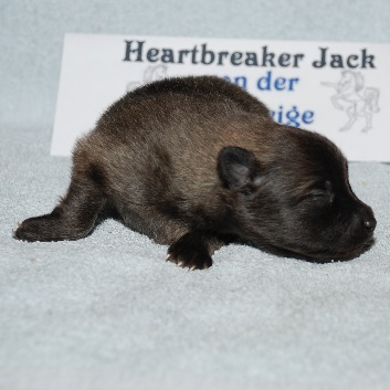 Mittelspitz Heartbreaker von der Rosteige