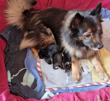 J2-Mittelspitzwelpen-Tag-03-02