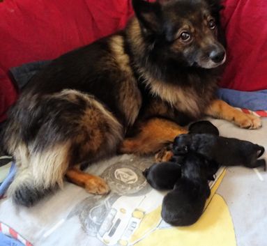 J2-Mittelspitzwelpen-Tag-03