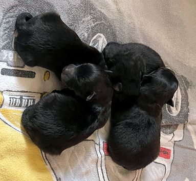 J2-Mittelspitzwelpen-Tag-04