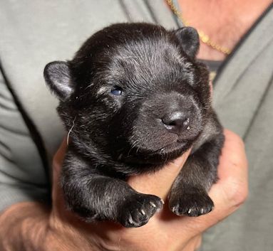 J2-Mittelspitzwelpen-Tag-11-Josy