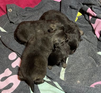 J2-Mittelspitzwelpen-Tag-12