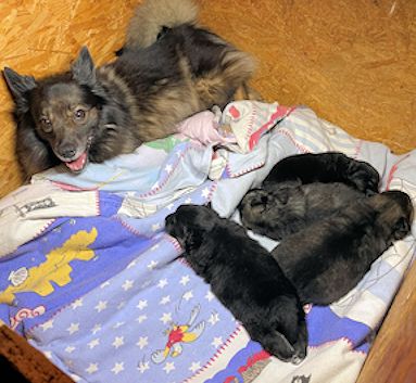 J2-Mittelspitzwelpen-Tag-21