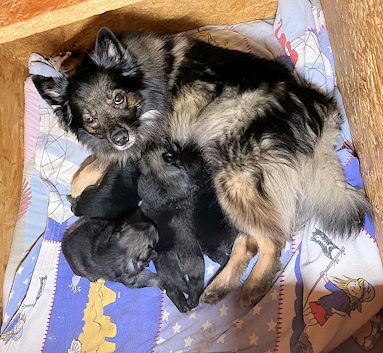 J2-Mittelspitzwelpen-Tag-22-04