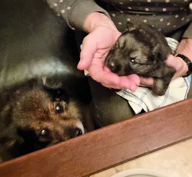 J2-Mittelspitzwelpen-Tag-22