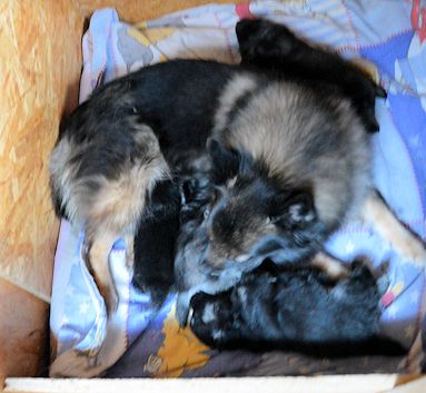 J2-Mittelspitzwelpen-Tag-23