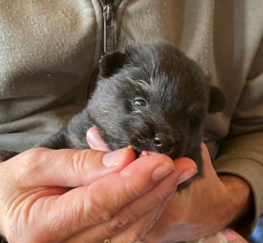 J2-Mittelspitzwelpen-Tag-25