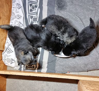 J2-Mittelspitzwelpen-Tag-26-02