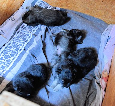 J2-Mittelspitzwelpen-Tag-26