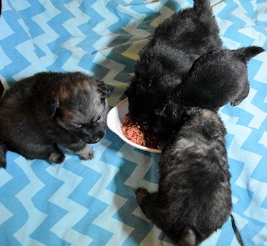 J2-Mittelspitzwelpen-Tag-28-01