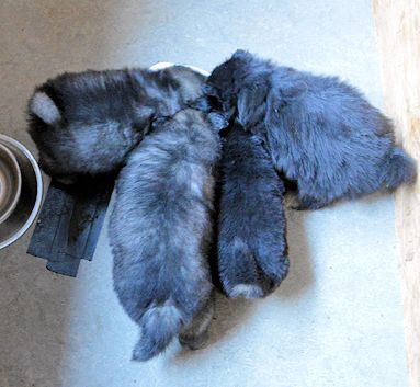 J2-Mittelspitzwelpen-Tag-34