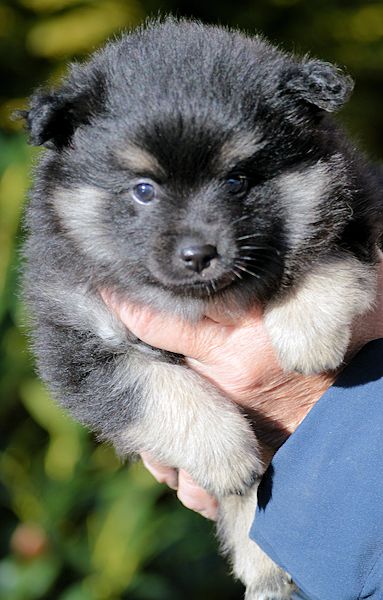 J2-Mittelspitzwelpen-Tag-36-Jacky-01