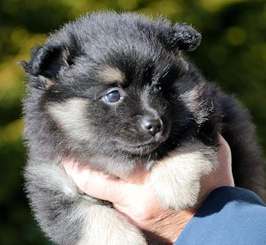 J2-Mittelspitzwelpen-Tag-36-Jacky-02