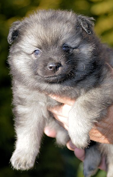 J2-Mittelspitzwelpen-Tag-36-Jakub-01