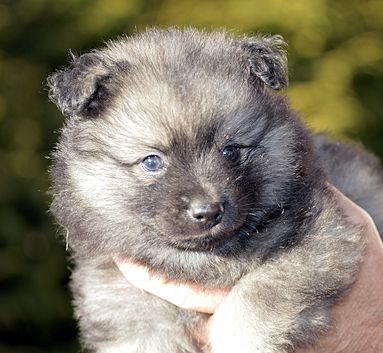 J2-Mittelspitzwelpen-Tag-36-Jakub-02