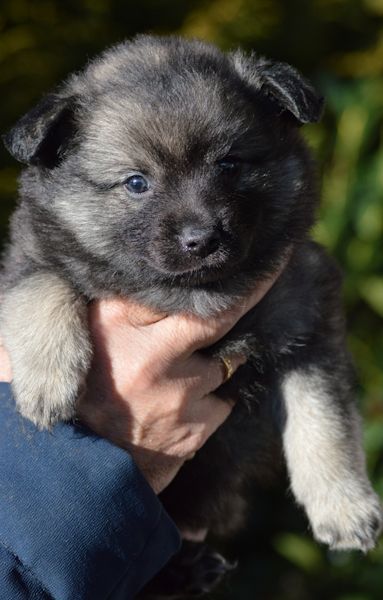 J2-Mittelspitzwelpen-Tag-36-Josy-02