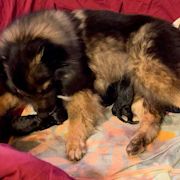 J2-bis-2-Wochen-Mittelspitze